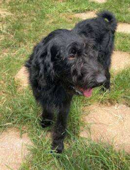 261071  Rip -  Australian Shepherd and Standard Poodle Dog for Adoption in Wetumpka, Alabama - 261071  Rip | PetCurious