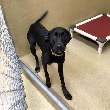 Susie -  Mixed Breed Dog for Adoption in Monroe, Georgia - Susie | PetCurious