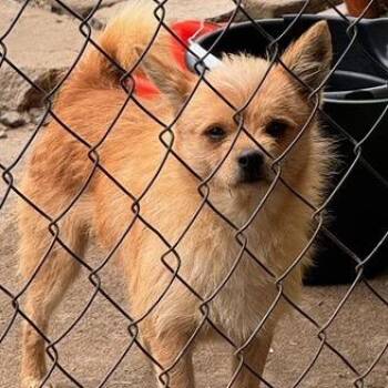 Chihuahua and Mixed Breed Dogs Available for Adoption - Fuzzy | PetCurious