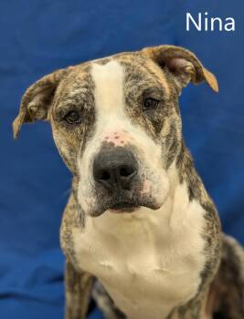 Pit Bull Terrier Dogs Available for Adoption - Nina | PetCurious