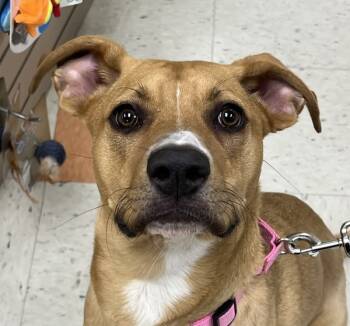 Rescue Catahoula Leopard Dog and Labrador Retriever Dogs for Adoption in Sioux City, Iowa - Sadie | PetCurious