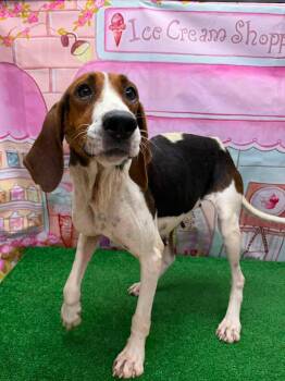 June -  Treeing Walker Coonhound Dog for Adoption in Statesboro, Georgia - June | PetCurious