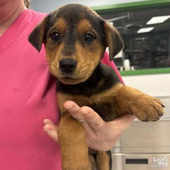 Shepherd and Labrador Retriever Dogs Available for Adoption - Hannah | PetCurious