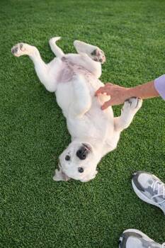 German Shorthaired Pointer and Great Pyrenees Dogs Available for Adoption - Charlotte