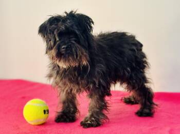 Guinevere -  Miniature Schnauzer Dog for Adoption in Meherrin, Virginia - Guinevere | PetCurious