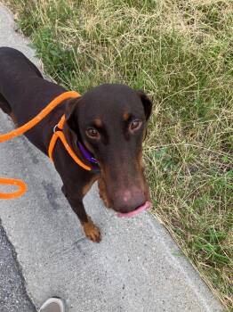 Athena -  Doberman Pinscher Dog for Adoption in Liverpool, New York - Athena | PetCurious