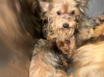 A1290524 -  Yorkshire Terrier Dog for Adoption in Dallas, Texas - A1290524 | PetCurious
