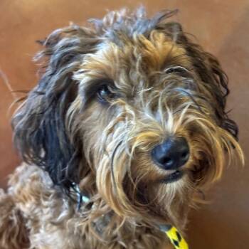 Cosmo -  Poodle and Mixed Breed Dog for Adoption in Goleta, California - Cosmo | PetCurious
