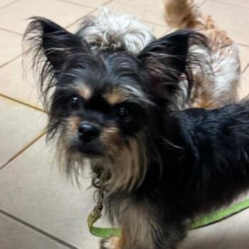 Onyx OS NV -  Yorkshire Terrier and Terrier Dog for Adoption in Las Vegas, Nevada - Onyx OS NV | PetCurious