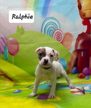 Boxer and Pit Bull Terrier Dogs Available for Adoption - Ralphie | PetCurious