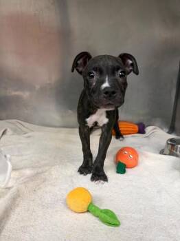 Sharkboy -  Terrier and Mixed Breed Dog for Adoption in North Miami Beach, Florida - Sharkboy | PetCurious