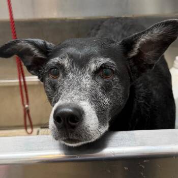Labrador Retriever Dogs Available for Adoption in Wiggins, Mississippi - Bebe | PetCurious