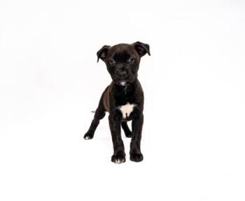 Atlas -  Mixed Breed Dog Available for Adoption in Fort Worth, Texas - Atlas | PetCurious