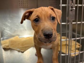 Rescue American Staffordshire Terrier Dogs for Adoption in Rancho Cucamonga, California - JUBILEE | PetCurious