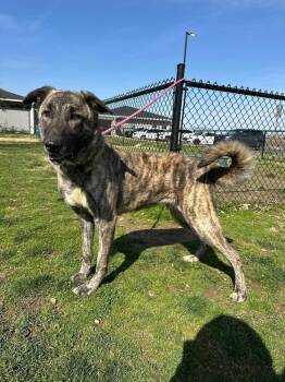 Shepherd Dogs Available for Adoption in Evansville, Indiana - Kova | PetCurious