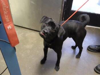 REESE -  Labrador Retriever and Mixed Breed Dog for Adoption in Tulsa, Oklahoma - REESE | PetCurious