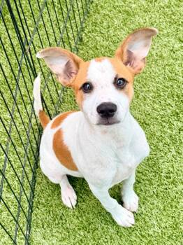Rat Terrier and Chihuahua Dogs Available for Adoption - Glenn | PetCurious