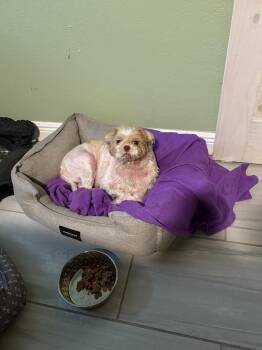 Brandy -  Shih Tzu Dog for Adoption in Melbourne Beach, Florida - Brandy | PetCurious