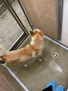 Sol -  Mixed Breed Dog for Adoption in Hobbs, New Mexico - Sol | PetCurious