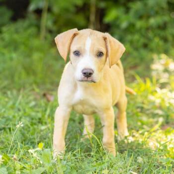 Kevin -  Hound and Mixed Breed Dog for Adoption in Wilmington, Delaware - Kevin | PetCurious