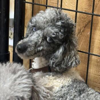 Miniature Poodle Dogs Available for Adoption in Hartland, Wisconsin - Hook-Foster Home Needed | PetCurious