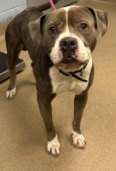 Bama -  Mixed Breed Dog for Adoption in Chamblee, Georgia - Bama | PetCurious
