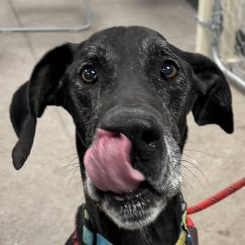 Rescue Mixed Breed Dogs for Adoption in Las Cruces, New Mexico - Mister Big | PetCurious