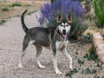 LENORE -  Mixed Breed Dog for Adoption in Santa Fe, New Mexico - LENORE | PetCurious