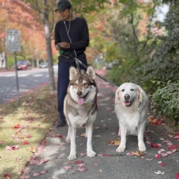 Rescue Husky Dogs for Adoption in Kirkland, Washington - Chester - The Teddy Bear Husky! | PetCurious