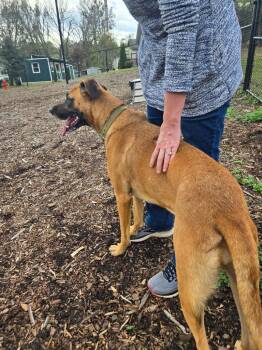 Rescue Labrador Retriever Dogs for Adoption in Rutherfordton, North Carolina - Bonnie (Courtesy Post) | PetCurious