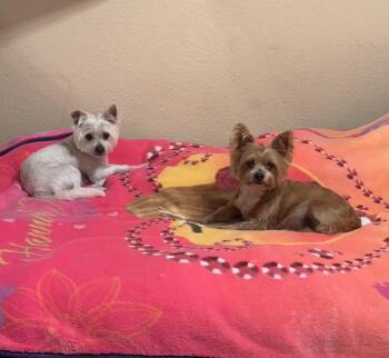 Yorkshire Terrier and Tibetan Terrier Dogs Available for Adoption in Pittsburg, California - PETER And PARKER | PetCurious