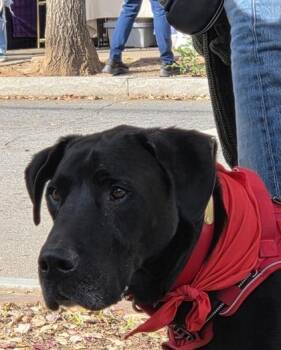 Mixed Breed Dogs Available for Adoption in Chamblee, Georgia - Rune Vine - IN FOSTER | PetCurious