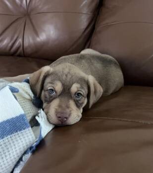 AGARITA -  American Staffordshire Terrier Dog for Adoption in San Antonio, Texas - AGARITA | PetCurious