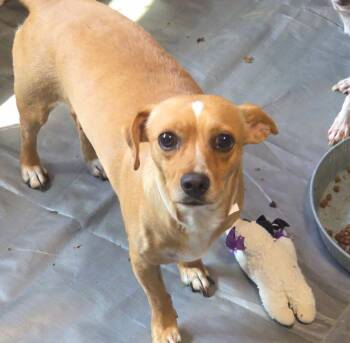Linus -  Chihuahua Dog for Adoption in Thompson Falls, Montana - Linus | PetCurious