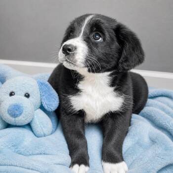 Border Collie Dogs Available for Adoption in Boerne, Texas - Webster | PetCurious