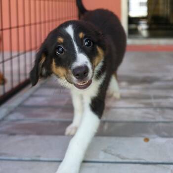 Fluff -  Australian Shepherd and Mixed Breed Dog for Adoption in Bradenton, Florida - Fluff | PetCurious