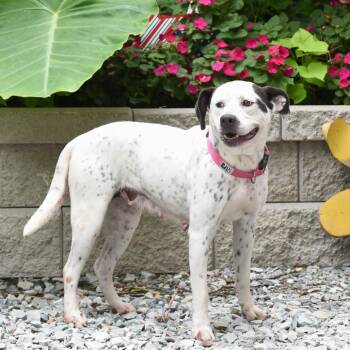 Volt -  Labrador Retriever Dog for Adoption in Wake Forest, North Carolina - Volt | PetCurious