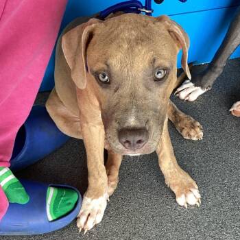 Tubbs -  Pit Bull Terrier Dog for Adoption in Montgomery, Alabama - Tubbs | PetCurious
