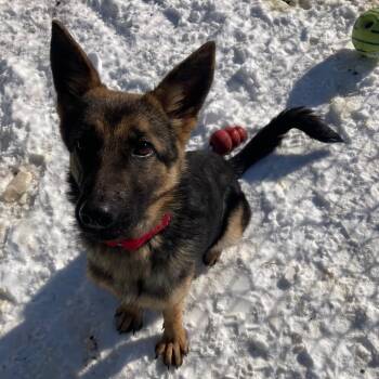 German Shepherd Dog Dogs Available for Adoption - Josie (26-144) | PetCurious