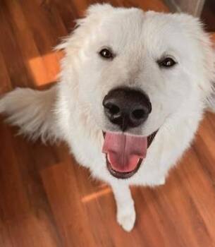 Gunner -  Great Pyrenees and Mixed Breed Dog for Adoption in Hamilton, Ohio - Gunner | PetCurious