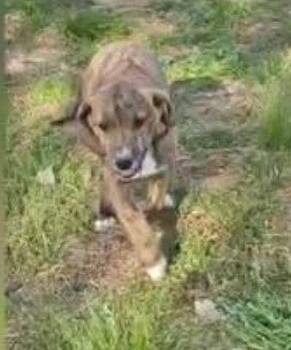 Hound Dogs Available for Adoption in South Kingstown, Rhode Island - Abraham Darby Rose | PetCurious