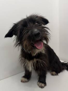 Norfolk Terrier and Miniature Schnauzer Dogs Available for Adoption - Pepper | PetCurious