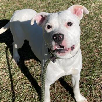 Pit Bull Terrier Dogs Available for Adoption in Allegan, Michigan - Velcro | PetCurious