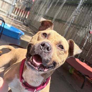 Kane -  Mixed Breed Dog for Adoption in Pittsburgh, Pennsylvania - Kane | PetCurious