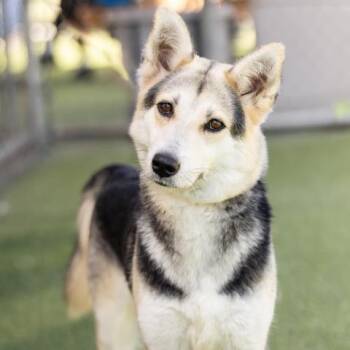 Rescue German Shepherd Dog Dogs for Adoption in Camarillo, California - MARGO | PetCurious