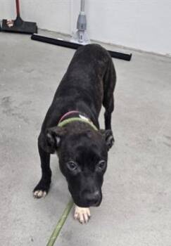 Pit Bull Terrier Dogs Available for Adoption - Pita | PetCurious