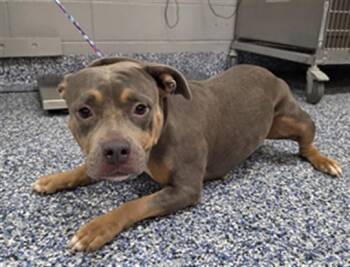 MAYA -  American Staffordshire Terrier Dog for Adoption in Thousand Palms, California - MAYA | PetCurious
