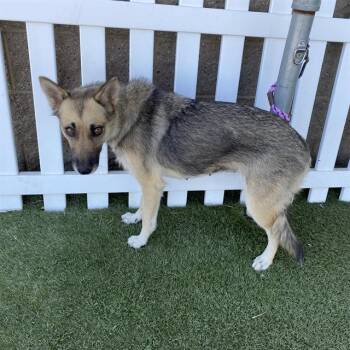MARLOW -  German Shepherd Dog and Mixed Breed Dog for Adoption in Modesto, California - MARLOW | PetCurious