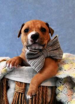 Pit Bull Terrier Dogs Available for Adoption - Collin | PetCurious