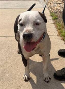 CHANCHO -  Mixed Breed Dog for Adoption in Jacksonville, Florida - CHANCHO | PetCurious
